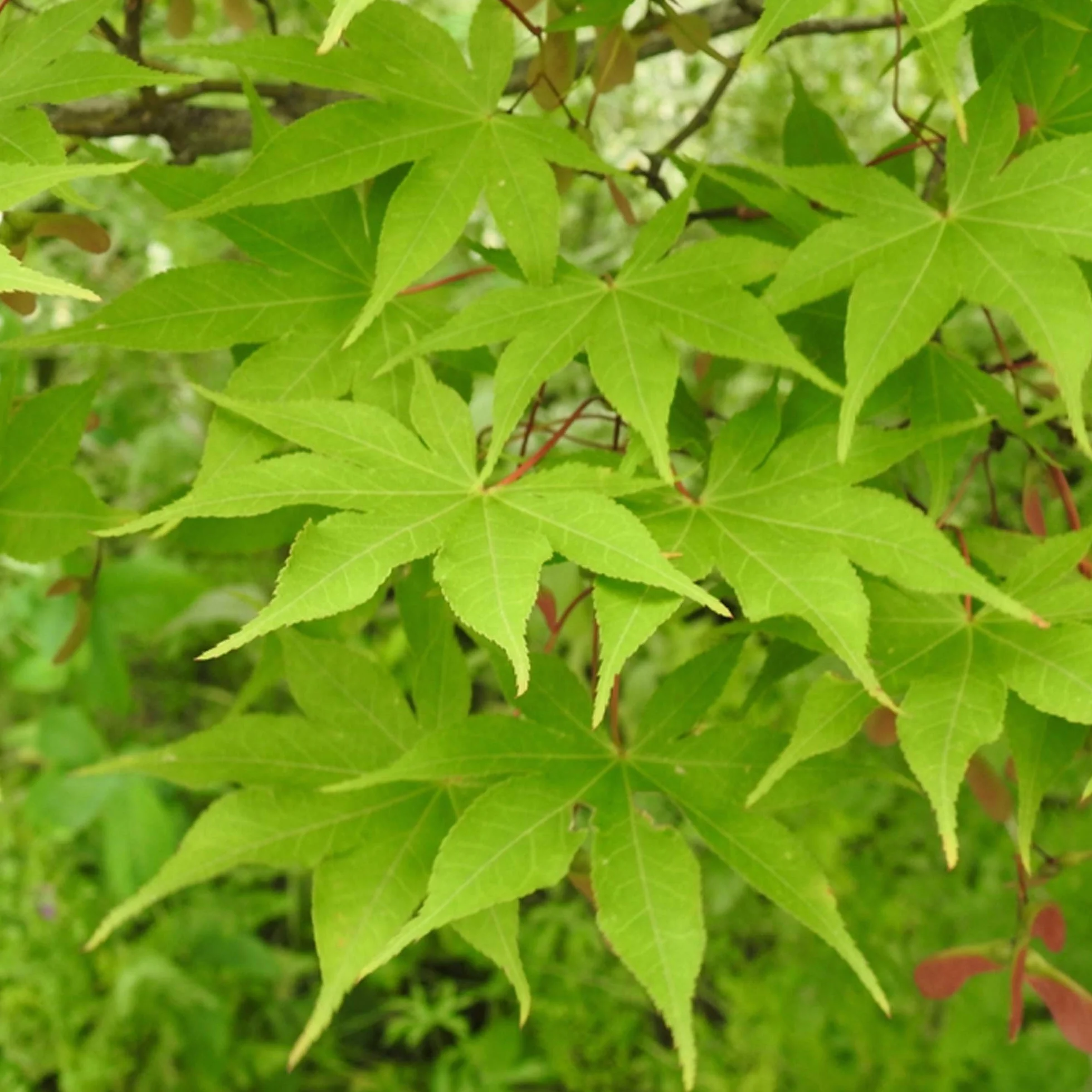Acer palmatum "Osakazuki" | Érable du Japon Plante de jardin à feuilles caduques Arbuste en pot