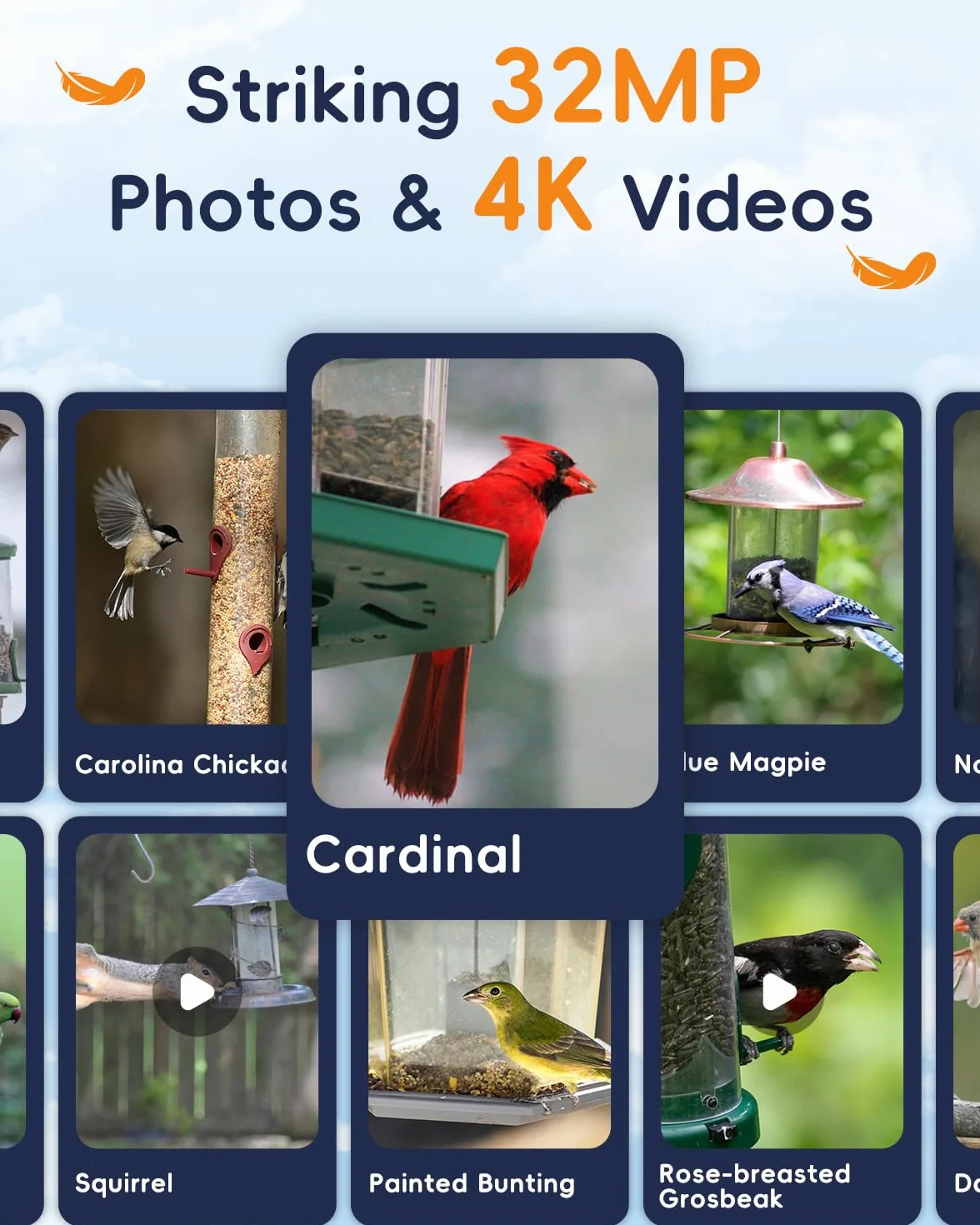 Hibird Caméra d'observation des oiseaux 5G IP66 avec identification IA et panneau solaire