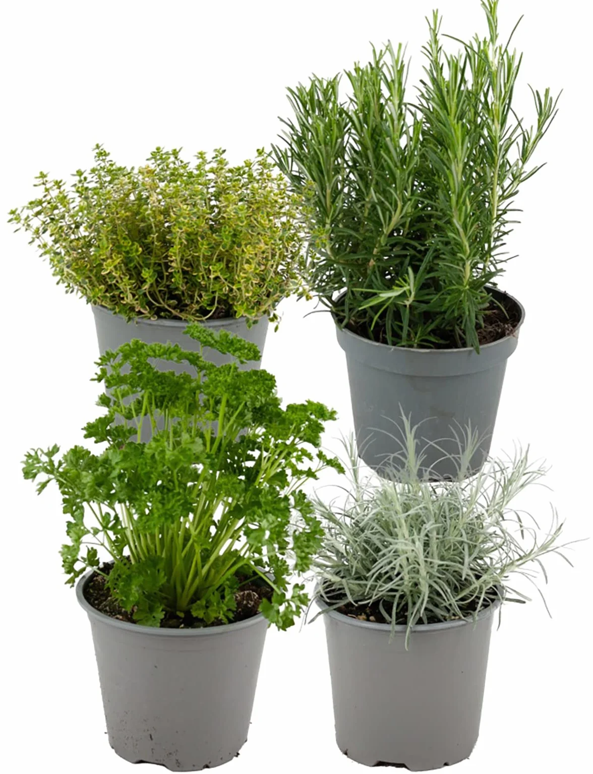 Italiennes Herbes Fraîches Aromatiques Plantes en pot de fleurs Ø 14 cm - Lot de 4 - hauteur : 12-15 cm - Herbes Aromatiques Interieur Jardin Romarin Thym Lavande Sauge et Origan