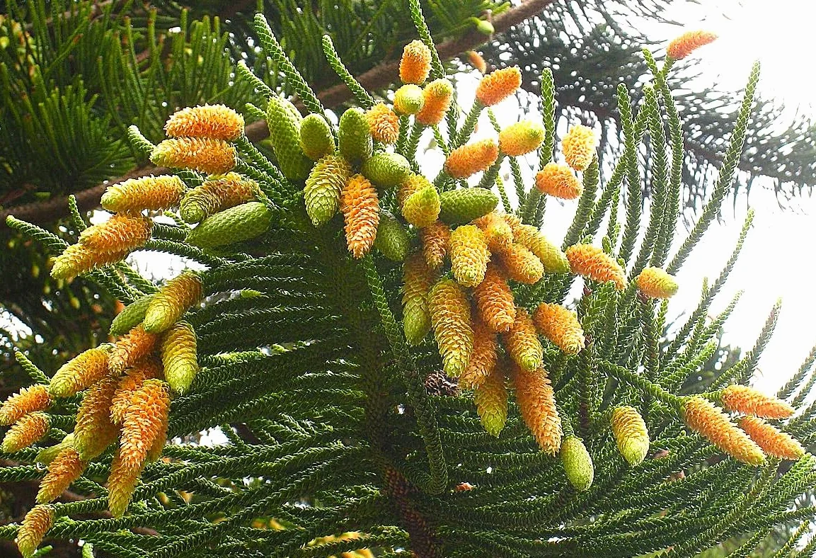 6 Graines d'Araucaria Columnaris, Pin Cook, Arbre Conifère de Nouvelle-Calédonie