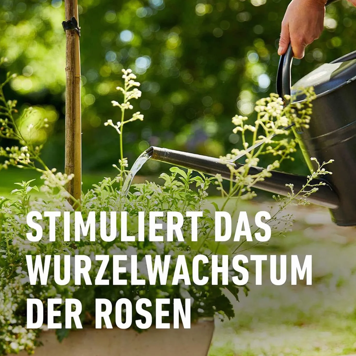 Compo 1456012 1 Litre Engrais Rose – Multicolore