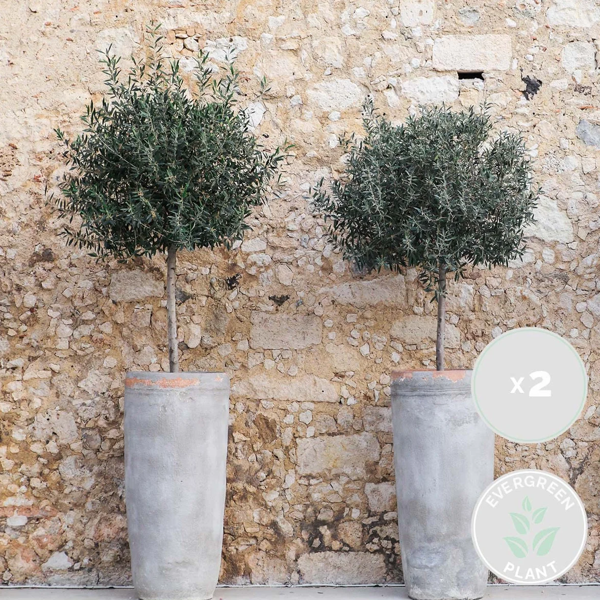 Bloomique - Olea Europaea - Olivier sur tige - Plantes de jardin - Résistant au gel - Hauteur 80-100 cm - Pot 19 cm