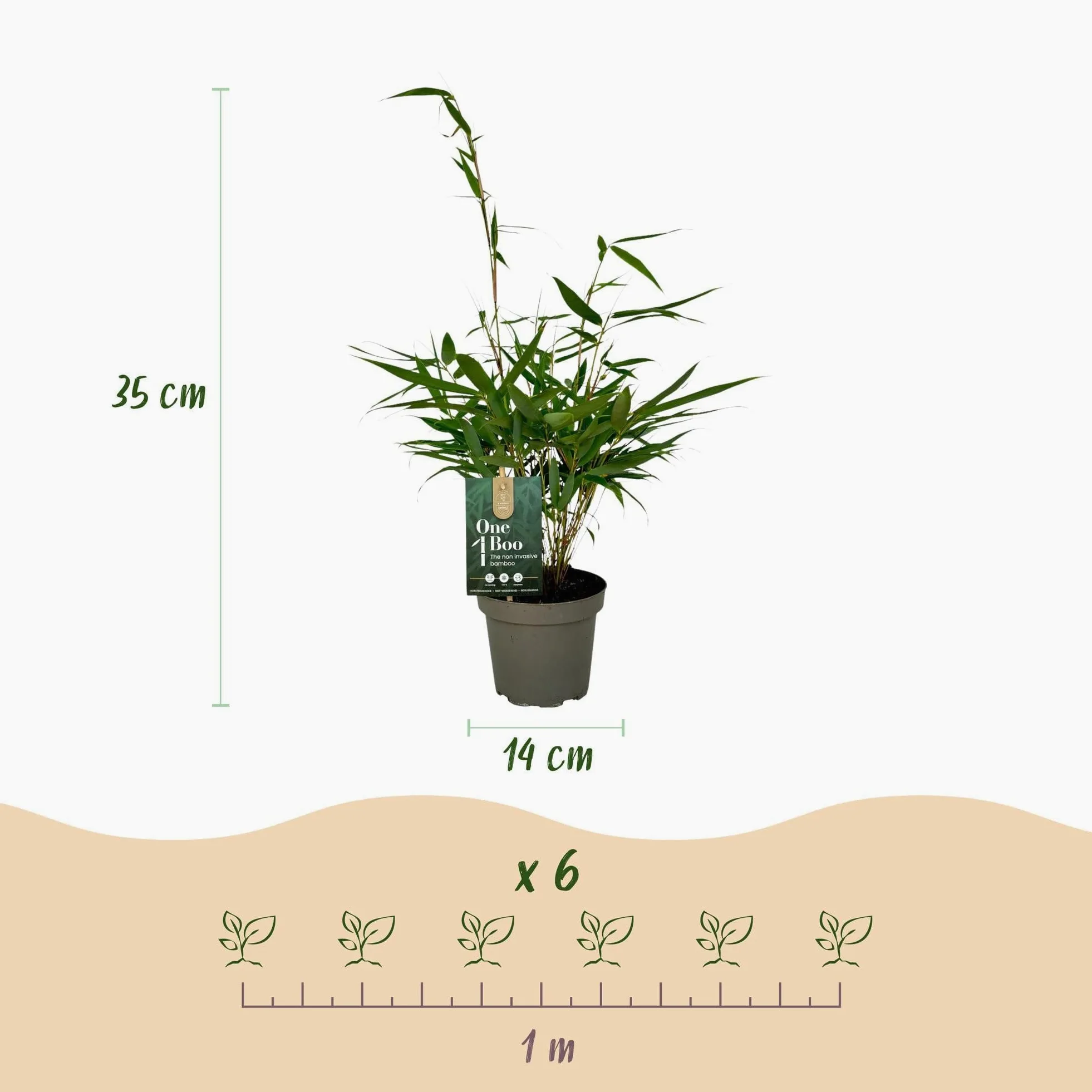 Green boutiQ - Bambou - Fargesia robusta Pingwu - Persistant - Non Envahissant - Vert - 12 Plantes - Pot 14cm - Hauteur 35cm