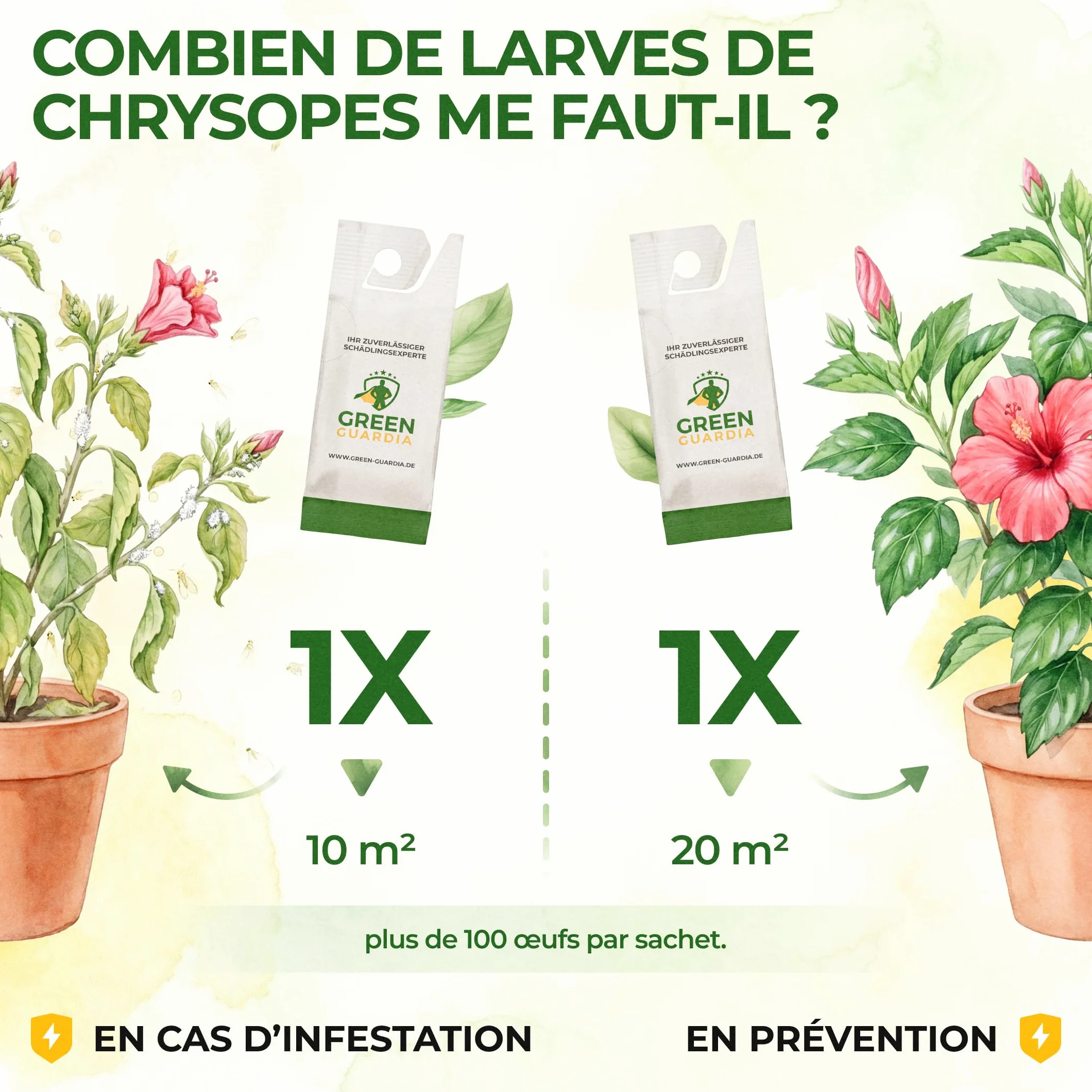 GREEN GUARDIA Power Lot de 15 sachets d'œufs de larves de chrysopes contre les pucerons et les cochenilles – Produit biologique pour lutter efficacement contre les pucerons et les cochenilles pour