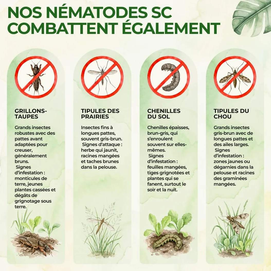 GREEN GUARDIA Super Nématodes SC contre les grillades de taupes, les becs des prairies et les terres extérieures – 200 millions (400 m²) – Produit biologique pour lutter efficacement contre les