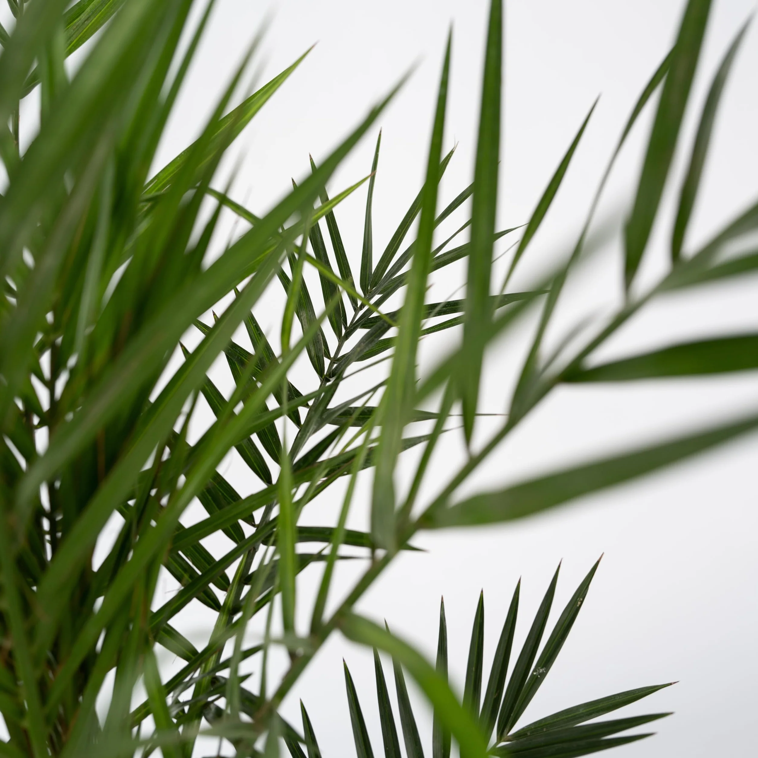 Plant in a Box Phoenix Canariensis Hauteur 80-100cm Set de 2 Palmier des Canaries Pot 19cm