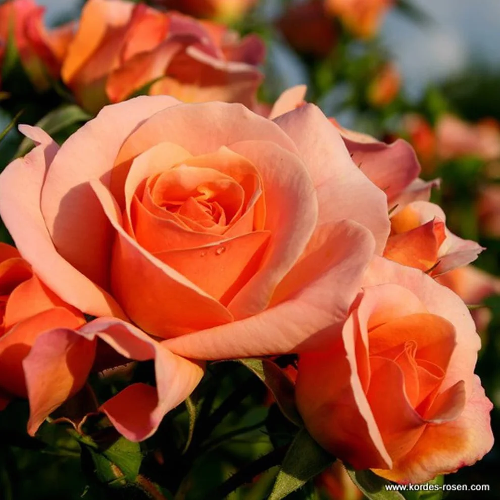 Rosier Rosa 'Aprikola' pot 25-30 cm Floraison abondante Parfumé Série Rigo de Kordes
