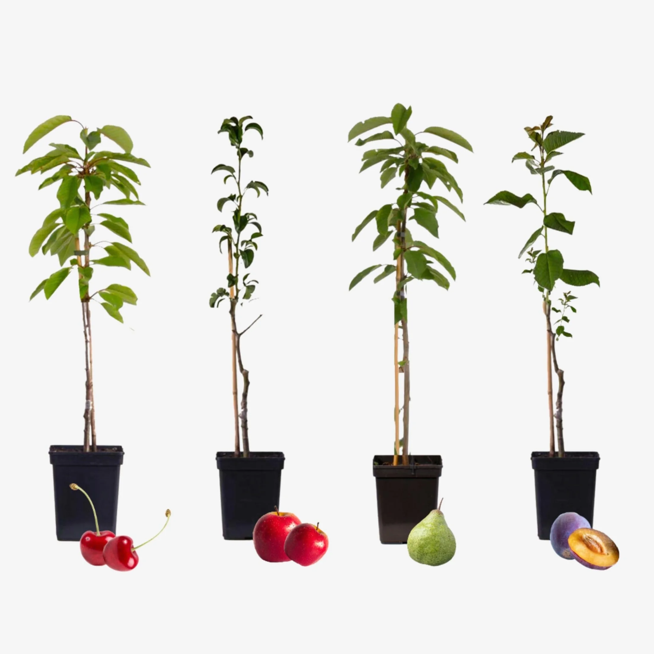 Arbres fruitiers lot 4 Pommier Cerisier Poirier Prunier Hauteur 60-70cm Pot 9cm Plant in a Box
