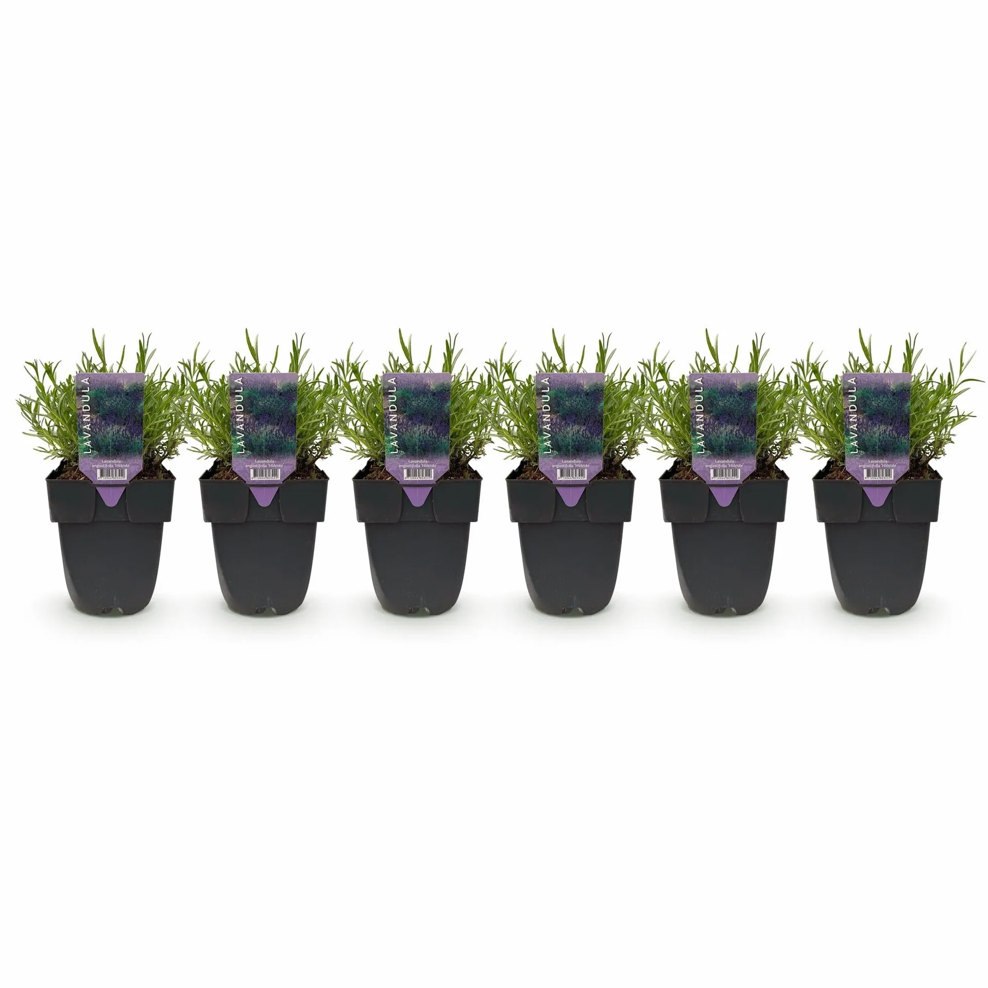 Lavandula angustifolia Hidcote - Plantes de haie - 6 plantes - 1 mètre linéaire - pot 17cm hauteur 30cm