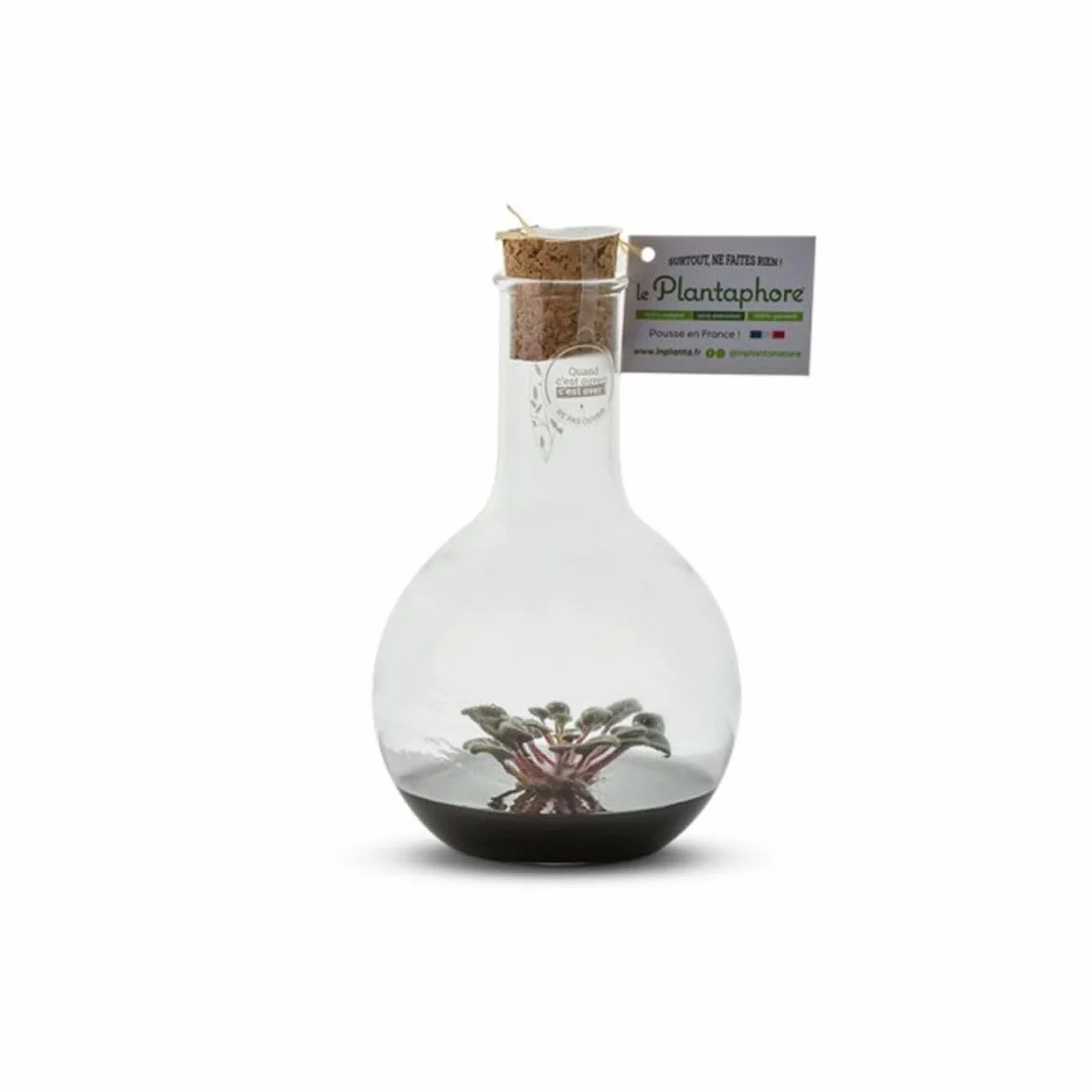 Plantaphore St Paulia Noir 500 ml