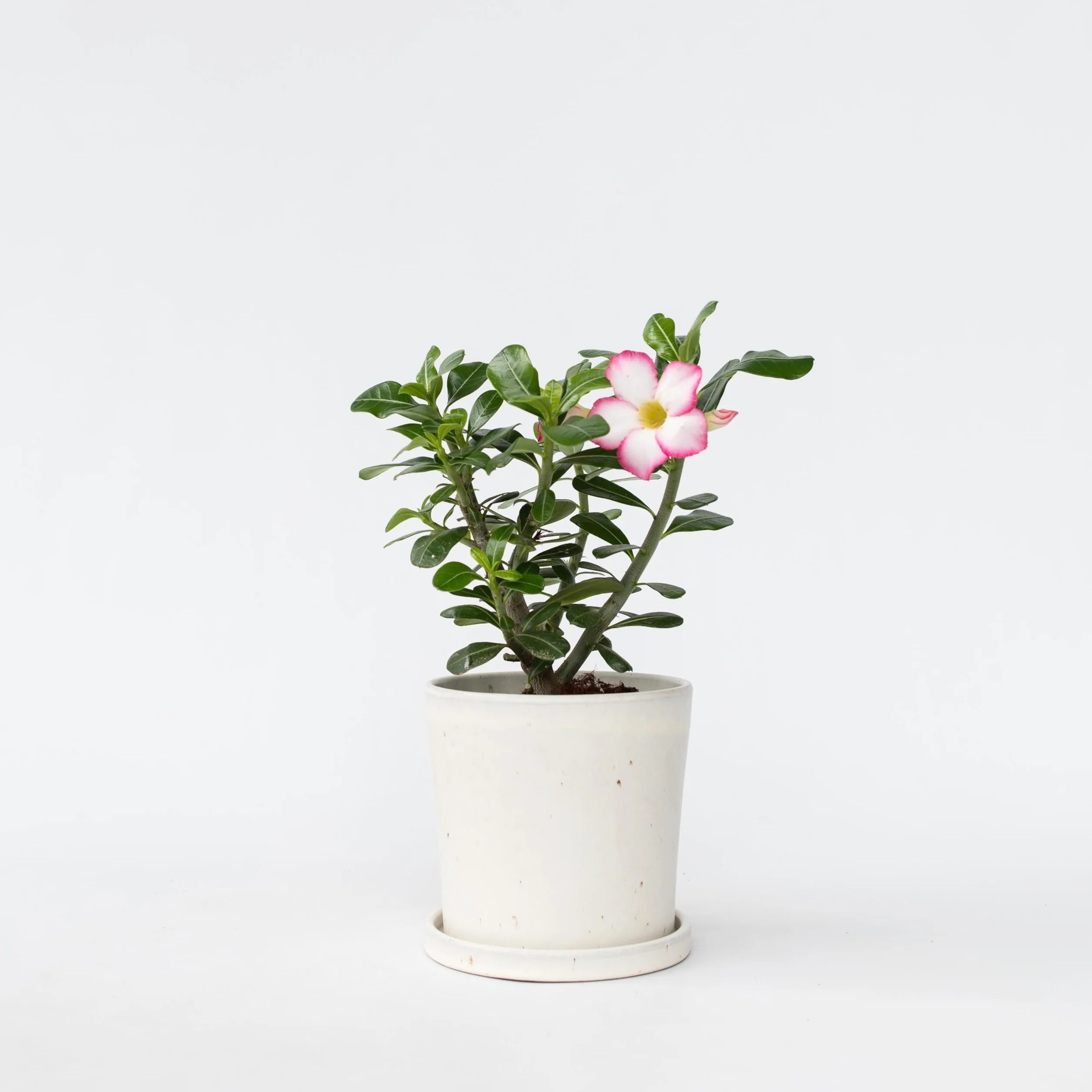 Adenium Obesum 'Étoile Rose' Rose du Désert Plante Exotique Pot 13cm 30-40cm