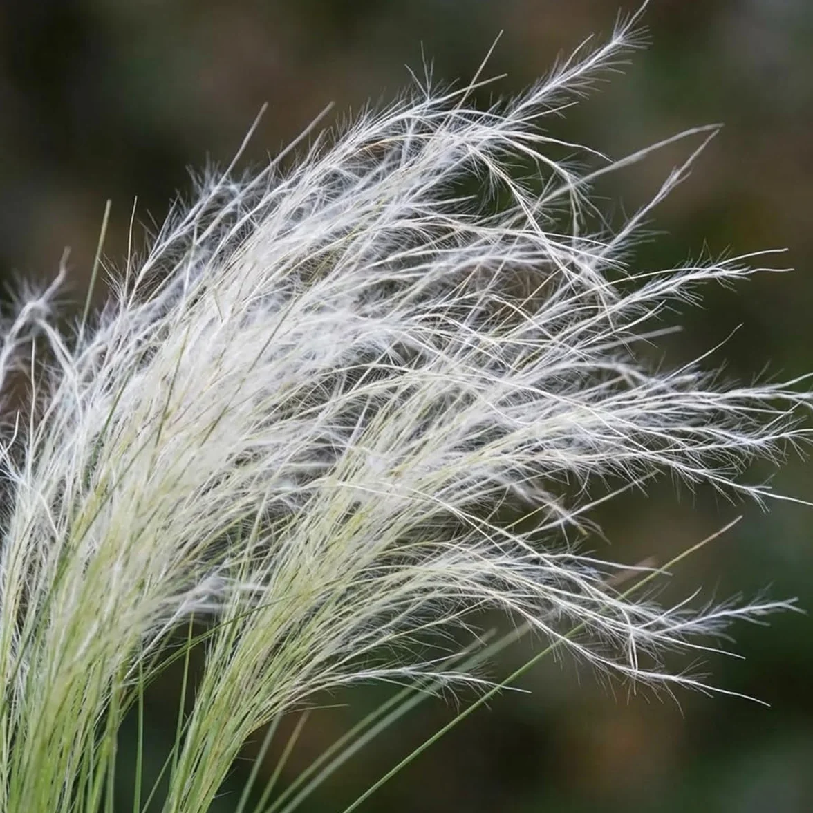 Bloomique - Lot de 6 - Stipa tenuissima 'Ponytails' - Stipe cheveux d'ange - Graminée ornementale - Rustique - Vivace - Hauteur 10-20 cm - Pot 9 cm